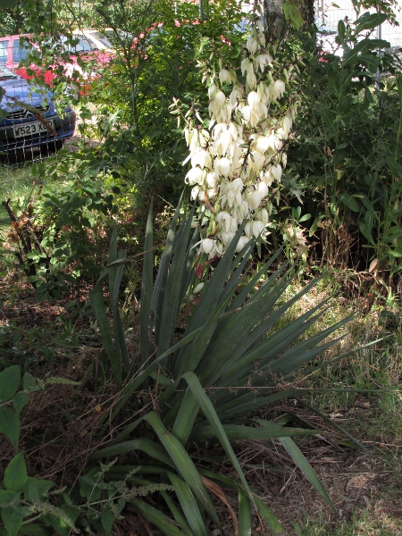 Spanish dagger / Yucca gloriosa