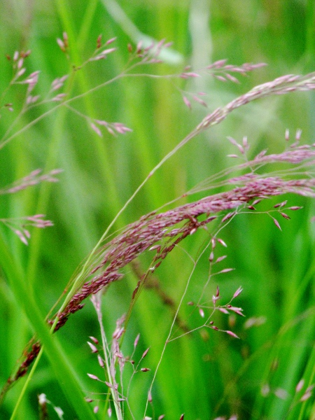 velvet bent / Agrostis canina: Closed inflorescence