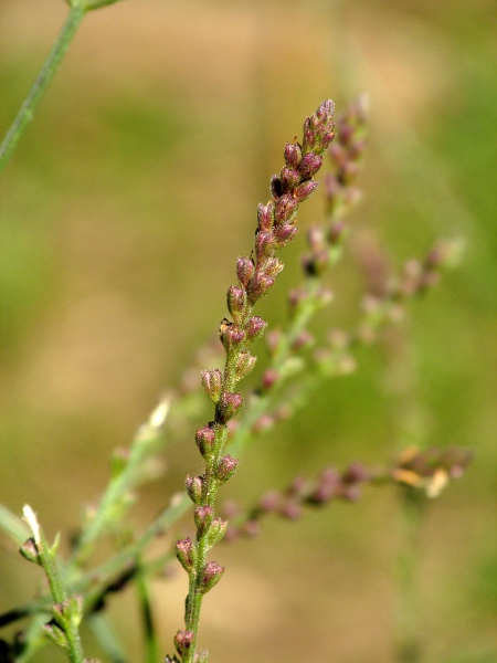 vervain / Verbena officinalis: The fruit of _Verbena officinalis_ is a cluster of 4 nutlets.