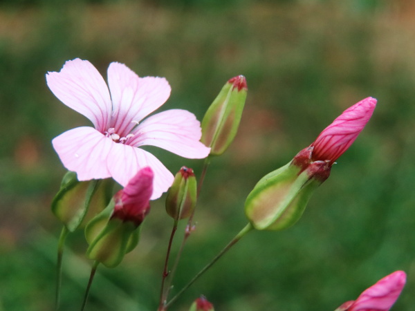 cowherb / Vaccaria hispanica: The flowers of _Vaccaria hispanica_ have 2 stigmas and 10 stamens; the calyx is inflated with 5 strong ridges or wings.