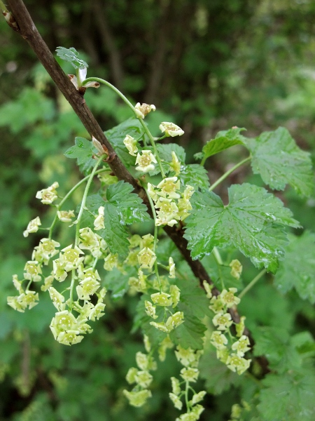 redcurrant / Ribes rubrum: Its flowers are very flat, with 5 recurved petals.