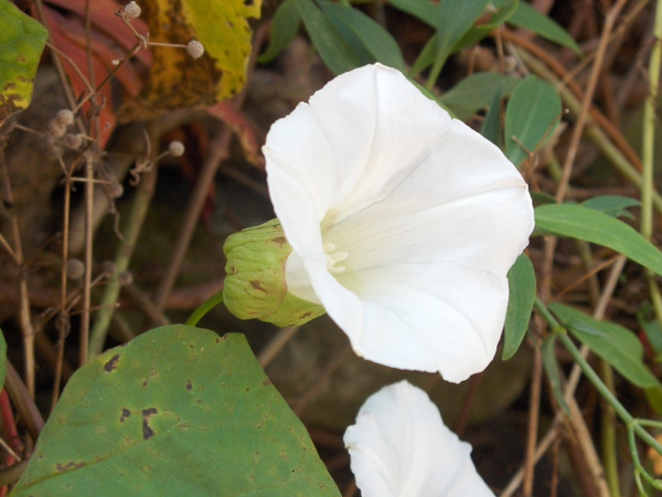 large bindweed / Calystegia silvatica: The bracts at the base of the flower of _Calystegia silvatica_ are curved inwards, in contrast to those of _Calystegia sepium_.