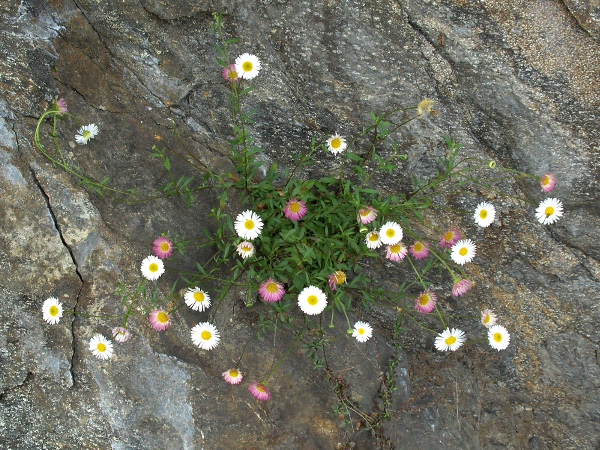 Mexican fleabane / Erigeron karvinskianus: The presence of 2 large lobes on some lower leaves separates _Erigeron karvinskianus_ from the other _Erigeron_ species.