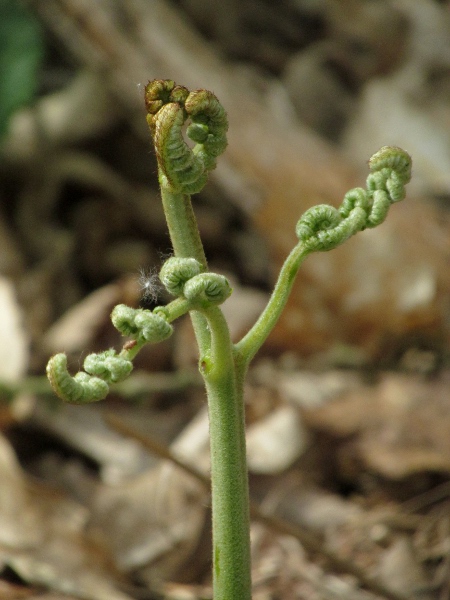 bracken / Pteridium aquilinum