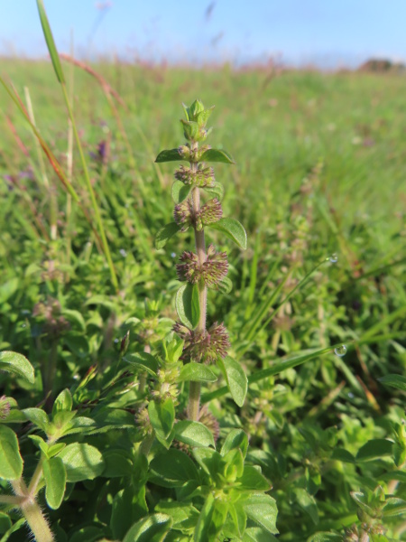 pennyroyal / Mentha pulegium: _Mentha pulegium_ (seen here shortly before anthesis) is a rare species of damp grassland and heaths; it differs from _Mentha arvensis_ and its hybrids in that the calyx has hairs inside and its lower teeth are longer and narrower than the others.