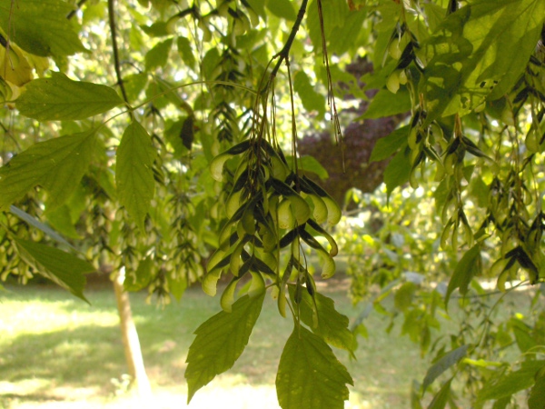 ashleaf maple / Acer negundo: _Acer negundo_ is an American species that combines a typical _Acer_ fruit with pinnate leaves that would look more fitting on an ash (_Fraxinus excelsior_) tree.