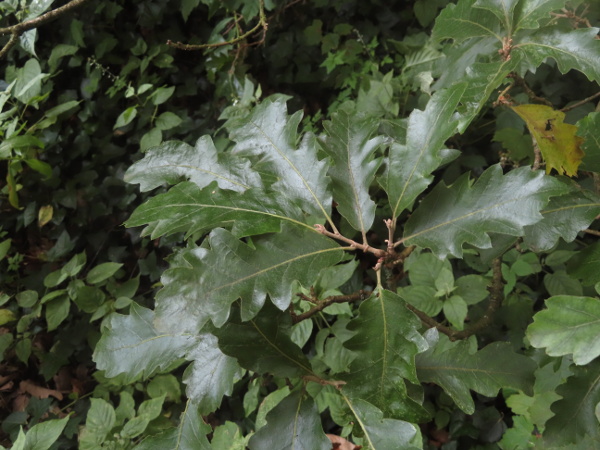 Lucombe oak / Quercus × crenata: _Quercus_ × _crenata_ is an artificial hybrid between _Quercus cerris_ and _Quercus suber_ (cork oak); its leaves have mucronate lobes.