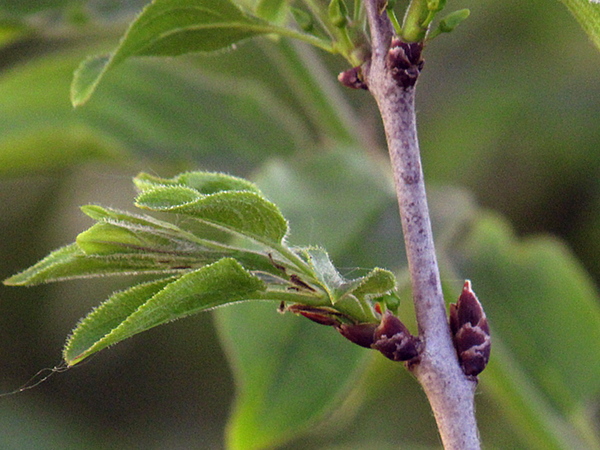 buckthorn / Rhamnus cathartica