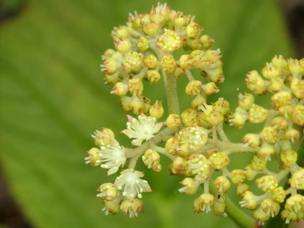 rodgersia / Rodgersia podophylla: The flowers of _Rodgersia podophylla_ are small and yellowish, borne in terminal panicles.