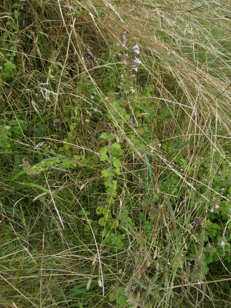 lesser calamint / Clinopodium nepeta: _Clinopodium nepeta_ (formerly _Clinopodium calamintha_) is largely restricted to southern East Anglia, with only scattered occurrences elsewhere.