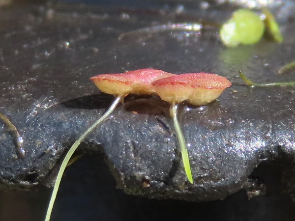 fat duckweed / Lemna gibba: From the side, _Lemna gibba_ is distinctive, with a greatly inflated lower surface, making the whole plant almost hemispherical.