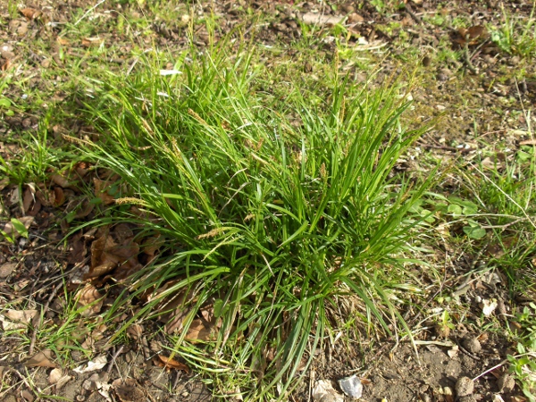 thin-spiked wood-sedge / Carex strigosa: _Carex strigosa_ grows in base-rich woodlands in England, Wales and Ireland.