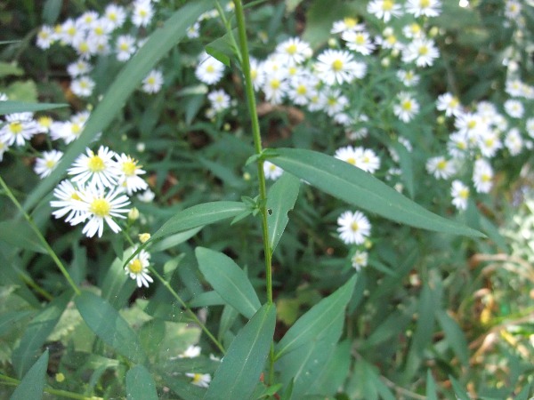 narrow-leaved Michaelmas daisy / Symphyotrichum lanceolatum: Unlike many of the _Symphyotrichum_ species in the British Isles, _S. lanceolatum_ has stem-leaves that do not clasp the stem.