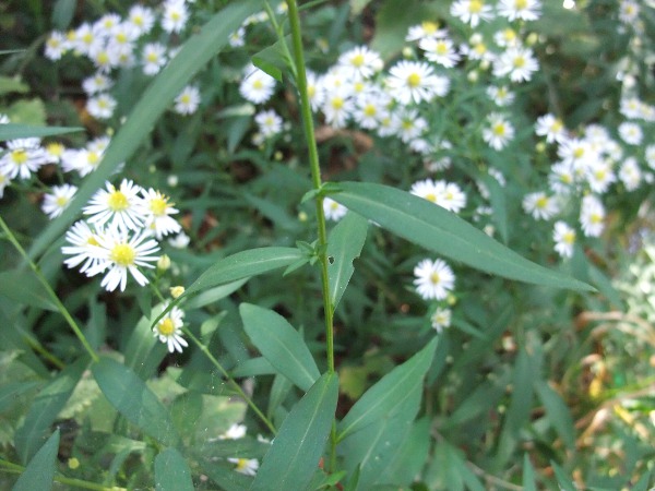 narrow-leaved Michaelmas daisy / Symphyotrichum lanceolatum