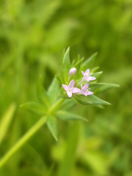 field madder / Sherardia arvensis: The pink colour of the flowers of _Sherardia arvensis_ help separate it from the white-flowering genus _Galium_ (with the exception of the rare _Galium parisiense_).