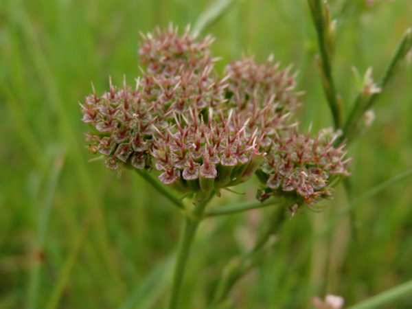 corky-fruited water-dropwort / Oenanthe pimpinelloides: The umbel-rays of _Oenanthe pimpinelloides_ become thickened at fruiting.