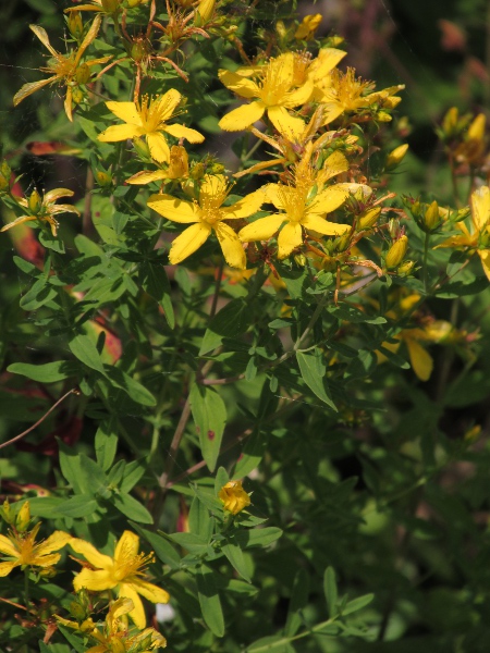 perforate St. John’s wort / Hypericum perforatum: _Hypericum perforatum_ is common in the lowlands in relatively dry grasslands.