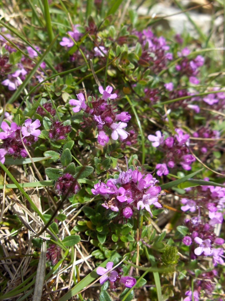 wild thyme / Thymus drucei: _Thymus drucei_ is our most widespread and abundant species of thyme.