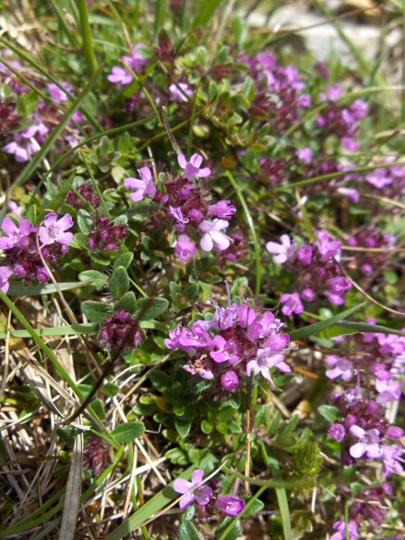 wild thyme / Thymus drucei