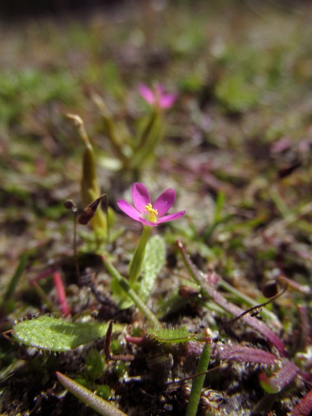 lesser centaury / Centaurium pulchellum: _Centaurium pulchellum_ is an often tiny centaury; larger plants can have more flowers, on wide-angled branches.