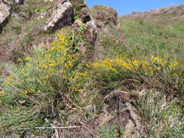 broom / Cytisus scoparius: _Cytisus scoparius_ subsp. _maritimus_ is a prostrate form found in coastal settings from the Lleyn Peninsula (VC49) to Cornwall, around parts of the Republic of Ireland and on Rathlin Island (VCH39); its stems are hairier than in inland specimens.