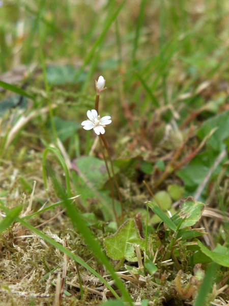 New Zealand willowherb / Epilobium brunnescens