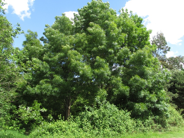 narrow-leaved ash / Fraxinus angustifolia