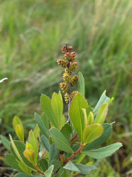 bog myrtle / Myrica gale: _Myrica gale_ is dioecious; male plants produce yellow spikes of staminiferous flowers.