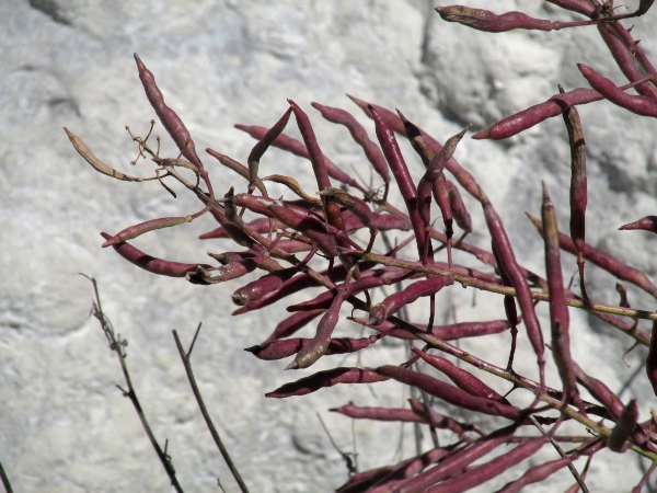 cabbage / Brassica oleracea: The fruits of _Brassica oleracea_ are laterally directed pods.