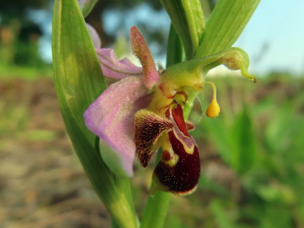 bee orchid / Ophrys apifera: The projection at the end of the labellum of _Ophrys apifera_ is curved round behind the flower and is not visible from in front, but can be seen here; in _Ophrys fuciflora_, it points straight downwards and can be seen face-on.