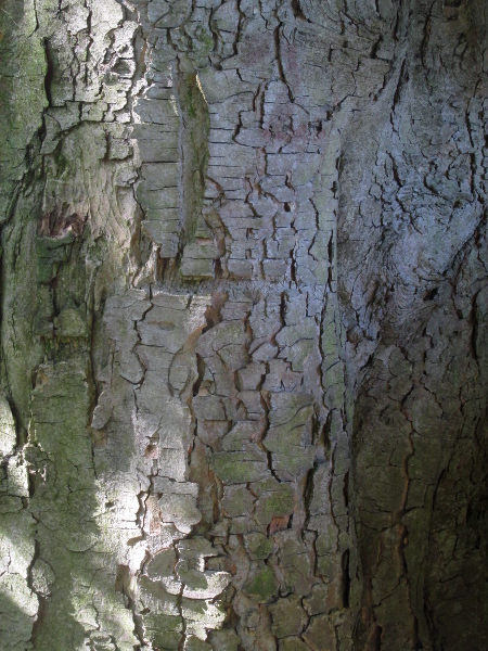 sycamore / Acer pseudoplatanus: On mature trees, the bark of cracks into square flakes, revealing orange-coloured layers beneath.