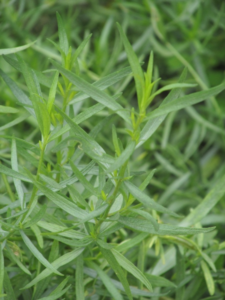 tarragon / Artemisia dracunculus: _Artemisia dracunculus_ is grown for use in cookery; its undivided leaves have an aniseed-like flavour.