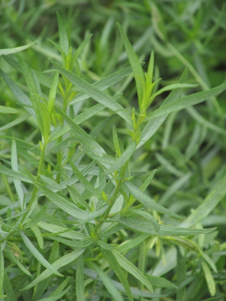 tarragon / Artemisia dracunculus: _Artemisia dracunculus_ is grown for use in cookery; its undivided leaves have an aniseed-like flavour.