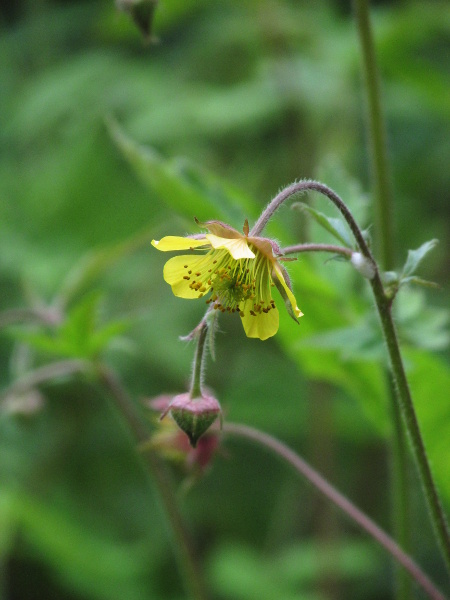 hybrid avens / Geum × intermedium: Here, the broad, dark, curving sepals and nodding flower-stalk are features of _G. rivale_, while the spreading yellow petals come from _G. urbanum_.