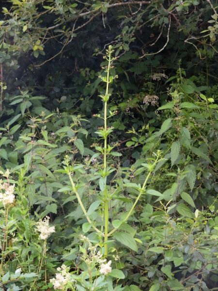 green figwort / Scrophularia umbrosa: _Scrophularia umbrosa_ grows on river-banks in East Anglia, along the Severn, Teme and Corve, the Aire, Wharfe and Ribble, the Eden, the Tweed and its tributaries, the Liffey and a few other sites.