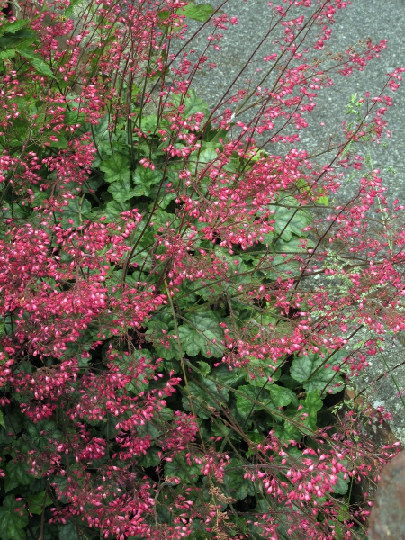 coralbells / Heuchera sanguinea: _Heuchera sanguinea_ is native to Arizona and New Mexico (USA) and Chihuahua (Mexico).