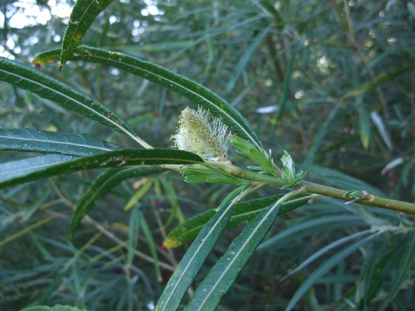 osier / Salix viminalis: The leaves of _Salix viminalis_ are very long and narrow.