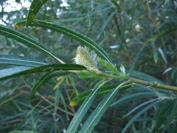 osier / Salix viminalis