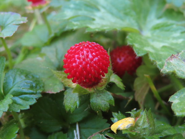 yellow-flowered strawberry / Potentilla indica: The fruit of _Potentilla indica_ superficially resembles a wild strawberry (_Fragaria vesca), but lacks the pleasant flavour.