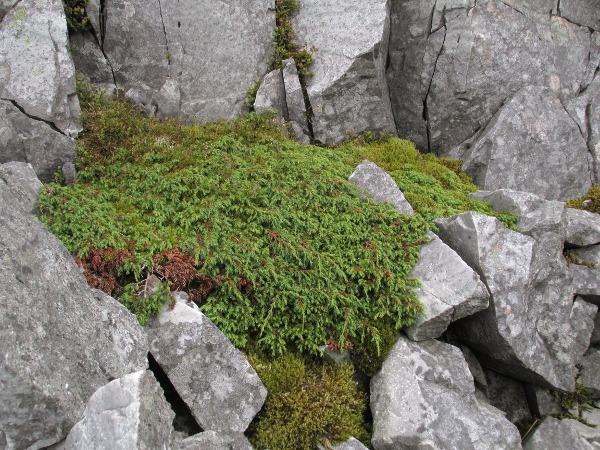 dwarf juniper / Juniperus communis subsp. nana: _Juniperus communis_ subsp. _nana_ is a prostrate form of juniper, with an <a href="aa.html">Arctic–Alpine</a> distribution.