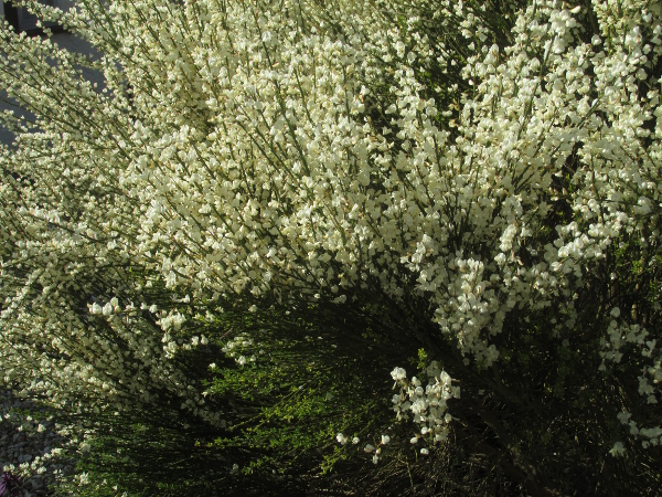 white broom / Cytisus multiflorus: _Cytisus multiflorus_ is native to western parts of the Iberian Peninsula, but is also grown in gardens and sometimes escapes.