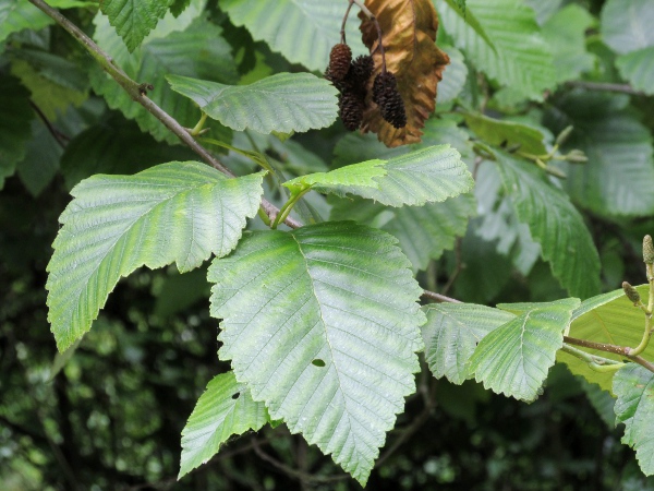 red alder / Alnus rubra: _Alnus rubra_ is a tree native to the west coast of North America and the Rocky Mountains of Idaho and Montana.