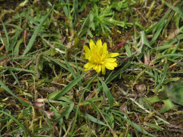 dandelions / Taraxacum sect. Erythrosperma: _Taraxacum_ sect. _Erythrosperma_ contains diminutive dandelions that mostly grow in sandy ground.