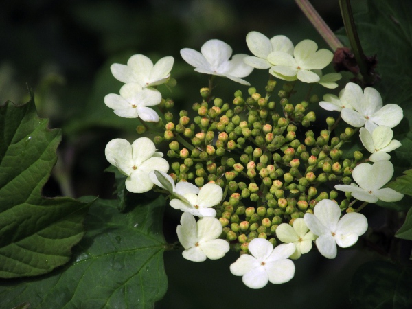 guelder rose / Viburnum opulus: In _Viburnum opulus_, the outermost flowers in each inflorescence are enlarged and sterile.