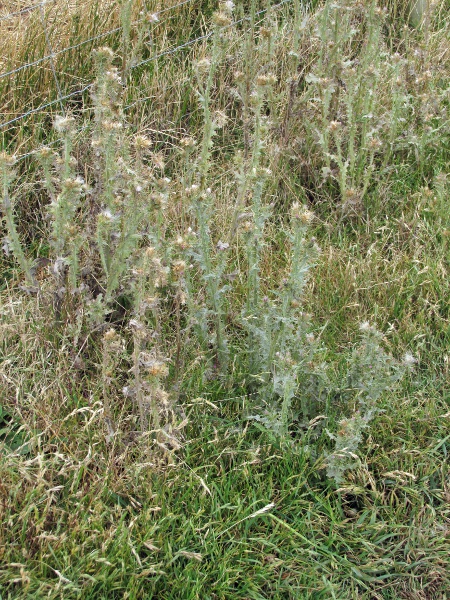 slender thistle / Carduus tenuiflorus