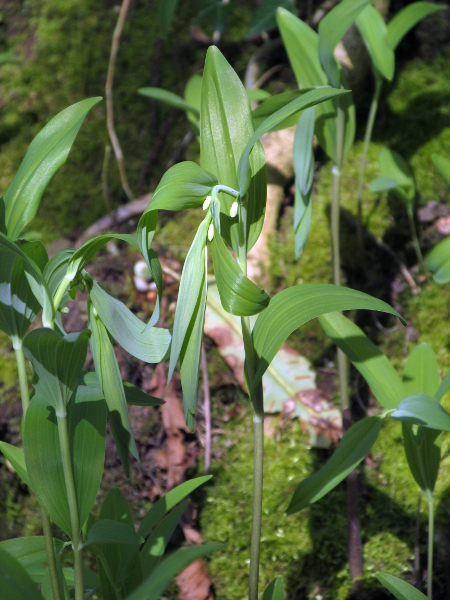 Solomon’s-seal / Polygonatum multiflorum: _Polygonatum multiflorum_ (see here shortly before anthesis) has round stems, alternate leaves, and flowers that are slightly narrowed in the middle.