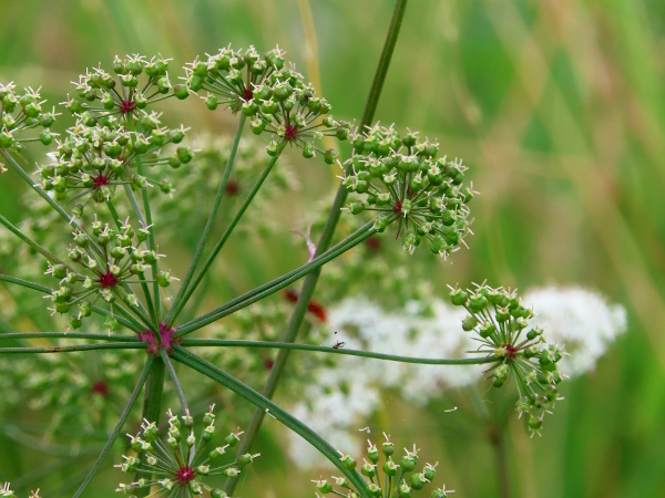 cowbane / Cicuta virosa: The fruits of _Cicuta virosa_ are relatively short, not flattened, and retain the sepals from the flower.