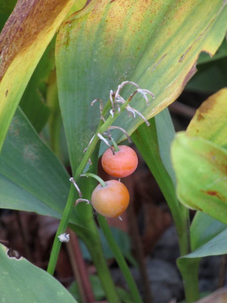 lily-of-the-valley / Convallaria majalis: The fruits of _Convallaria majalis_ are orange–red berries.