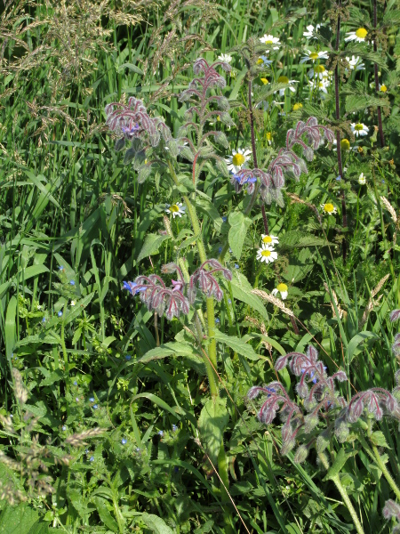 borage / Borago officinalis