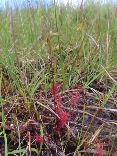 great sundew / Drosera anglica